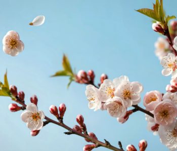 Image de couverture site