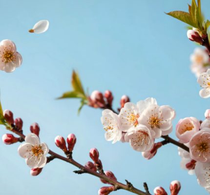 Image de couverture site